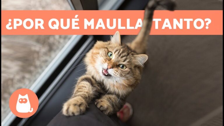 Cómo educar a tu gato para evitar maullidos excesivos | Actualizado